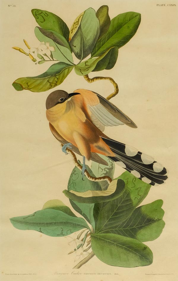 Lot 213 Audubon, John James