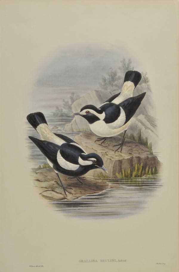 Lot 233 - Gould, John