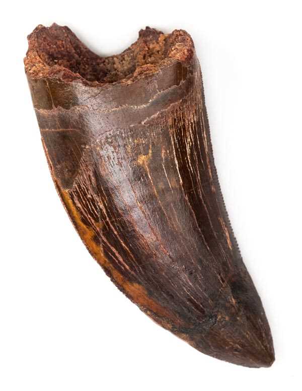 Lot 119 - Tyrannorsaurus Tooth.