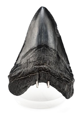 Lot 121 - Carcharodon Megalodon Tooth