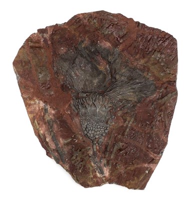 Lot 122 - Fossil Crinoid.