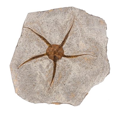 Lot 123 - Starfish Fossil.