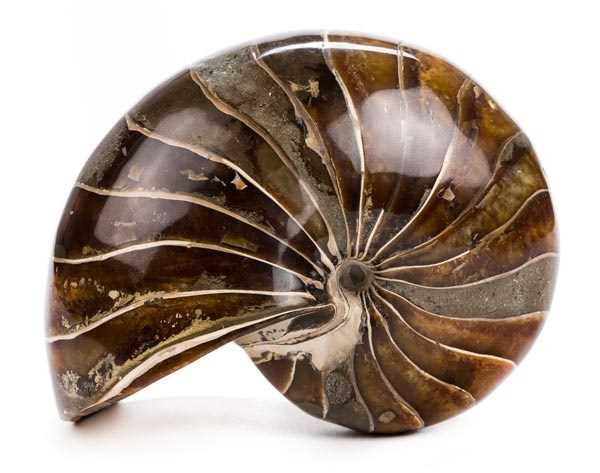 Lot 126 - Nautilus Fossil.