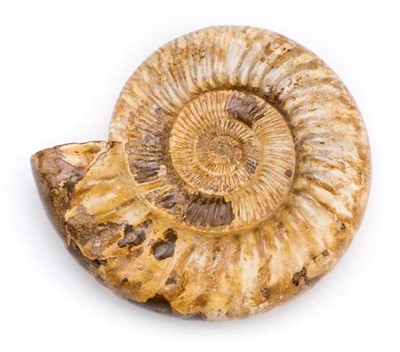 Lot 127 - Perisphinctes Ammonite.