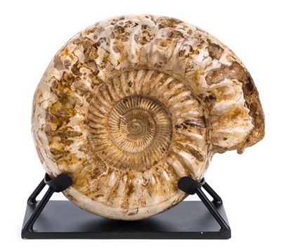 Lot 128 - Large Ammonite.