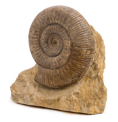 Lot 129 - UK Ammonite.