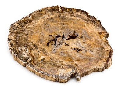 Lot 130 - Fossil Wood Slice.