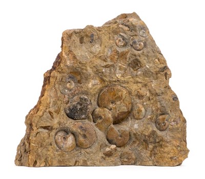 Lot 131 - Ammonite Mortality Block.