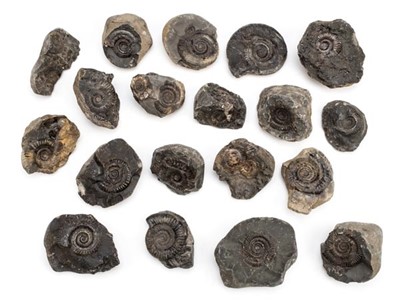 Lot 138 - Yorkshire Coast Ammonites.