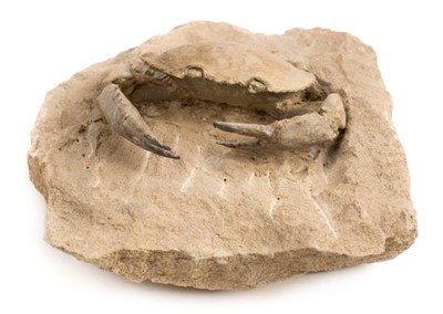 Lot 141 - Fossil Crab.