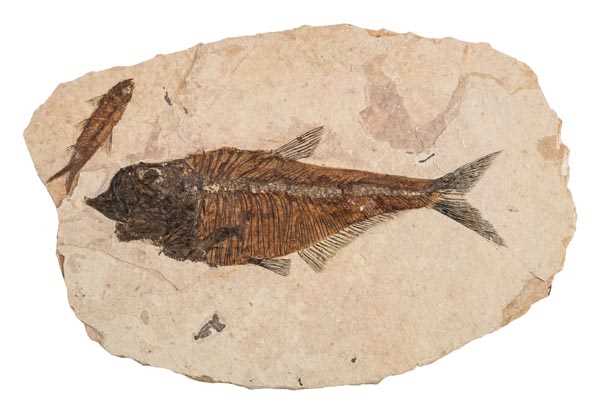 Lot 145 - Knightia alta fossil fish.