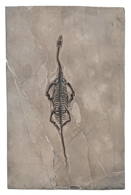 Lot 148 - Keichosaur Marine Reptile.