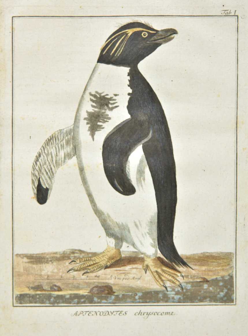 Lot 101 Forster, Johann Reinhold