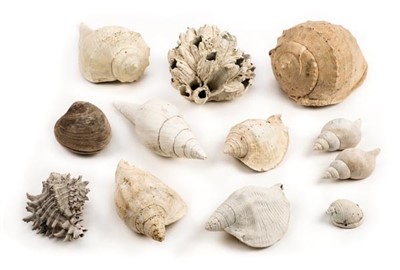 Lot 153 - Fossil Shells.