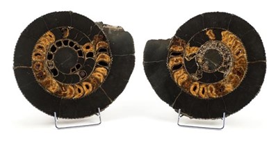 Lot 155 - Split Ammonites.