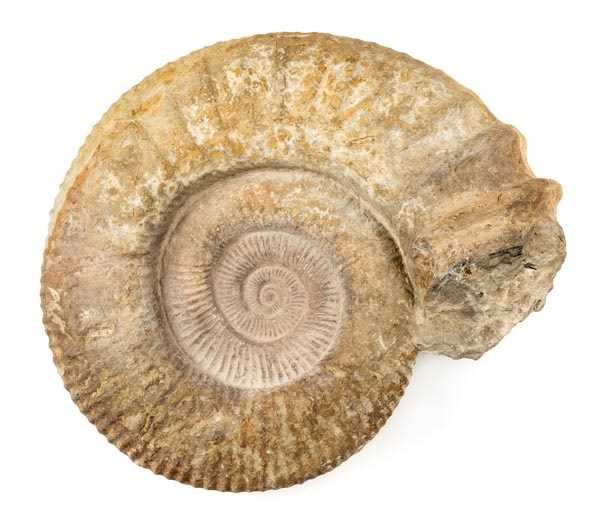 Lot 156 - Moroccan Ammonite.