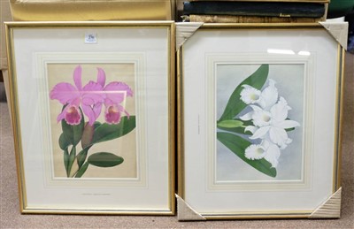 Lot 236 - Botanical watercolour.