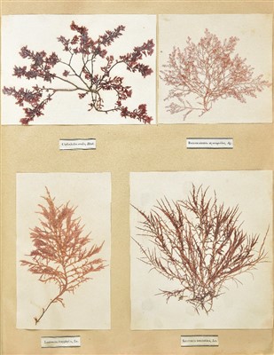 Lot 144 - Dried Specimens.