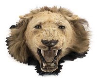 Lot 555 - Lion Head.