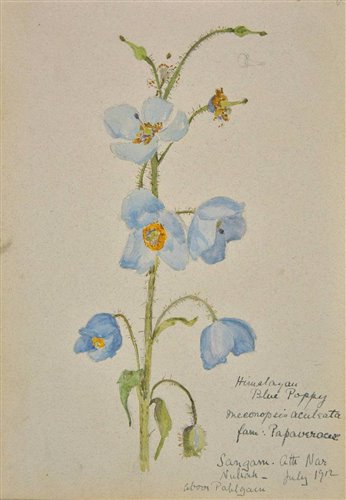 Lot 76 - Blunt, Sybil Allan, 1880-1952