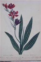 Lot 108 - Botanical Album.