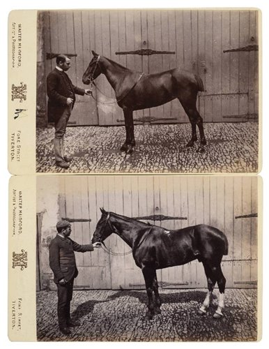 Lot 815 - Polo Ponies.