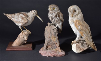 Lot 118 - Taxidermy.