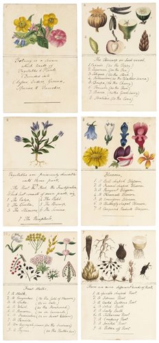 Lot 674 - Botanical cards.