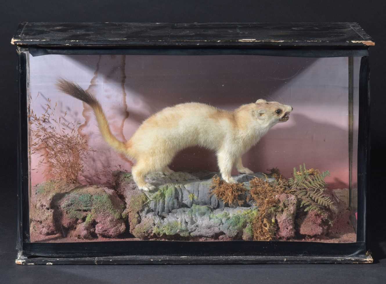 Lot 120 Taxidermy   647 0 Medium 