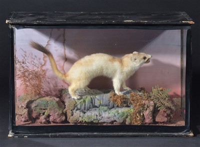 Lot 120 - Taxidermy.