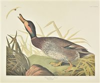 Lot 307 - Audubon (John James)