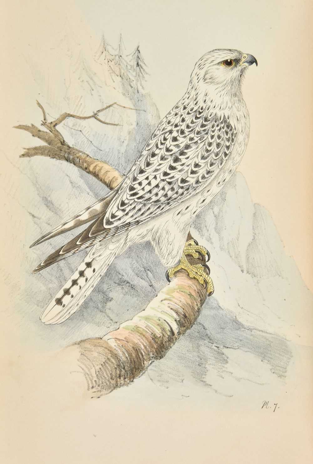 Lot 94 - Meyer (Henry Leonard). Coloured Illustrations of British Birds, 7 volumes, 1842-50