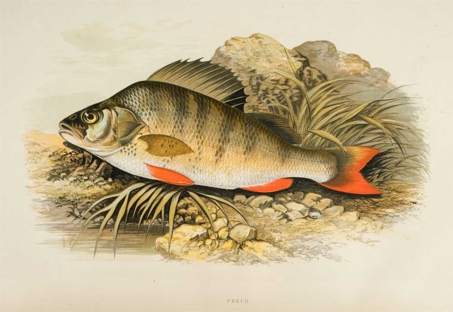Lot 386 - Houghton (William). British Fresh-Water Fishes, [1879]