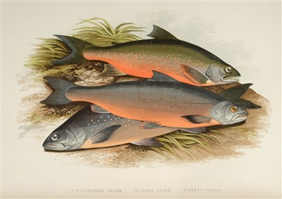 Lot 386 - Houghton (William). British Fresh-Water Fishes, [1879]