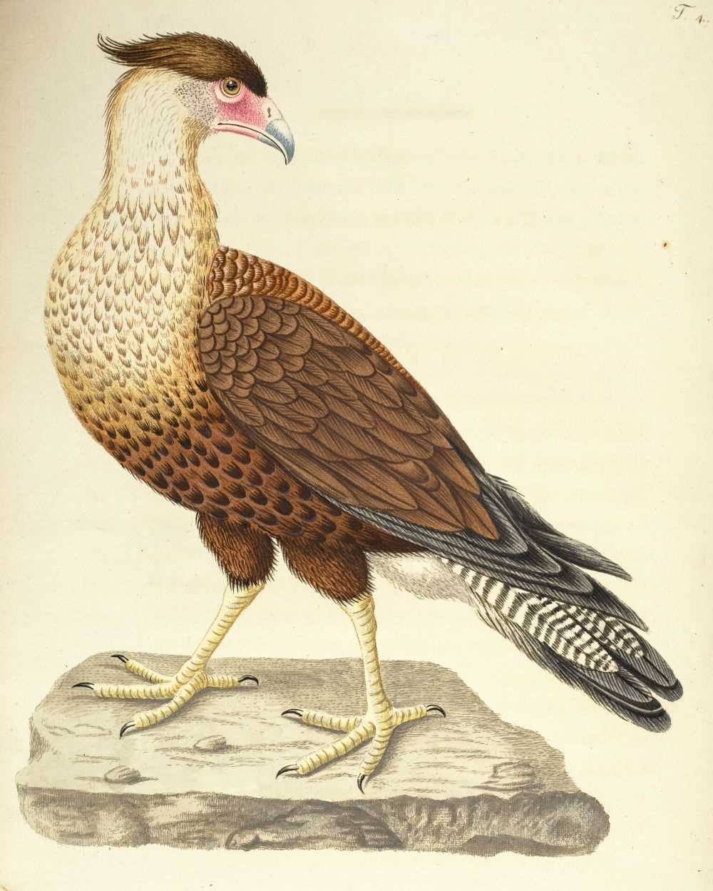 Lot 84 - Jacquin (Joseph Franz Edlen von). Beyträge zur Geschichte der Vögel, 1st edition, 1784
