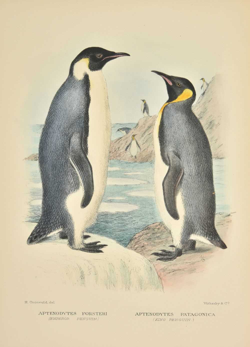 Lot 91 - Mathews (Gregory M.)  The Birds of Norfolk and Lord Howe Islands, 1st edition, 1928