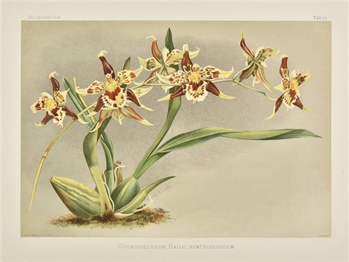 Lot 346 - Sander (Henry Frederick Conrad)