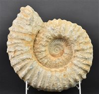 Lot 213 - Ammonite