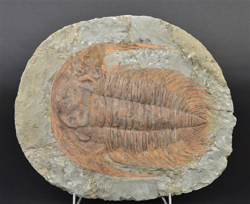 Lot 233 - Paradoxides Trilobite