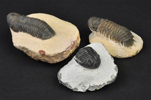 Lot 219 - Devonian Trilobites