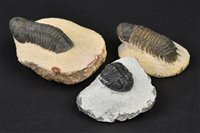 Lot 219 - Devonian Trilobites