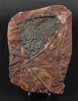 Lot 221 - Fossil Crinoid