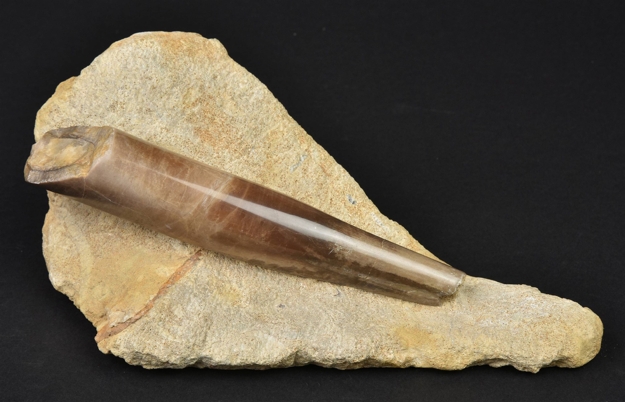 Bellomite Lot 215 - Belemnite