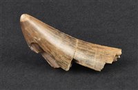 Lot 237 - T-Rex Tooth