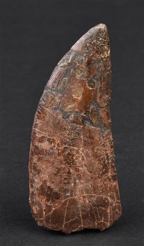 Lot 235 - Shark Lizard Tooth