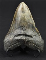 Lot 230 - Megalodon Tooth