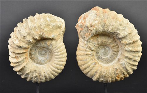 Lot 214 - Ammonites