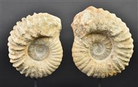 Lot 214 - Ammonites
