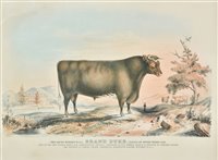 Lot 285 - Cattle
