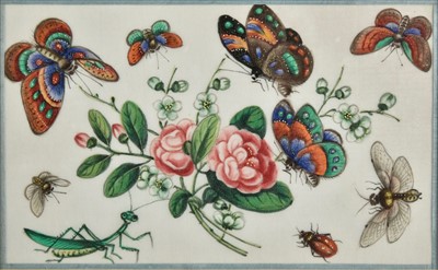 Lot 50 - Chinese Export School. Studies of butterflies, insects and flowers, 19th century